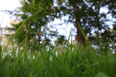 Beautiful view of green grass in park, closeup