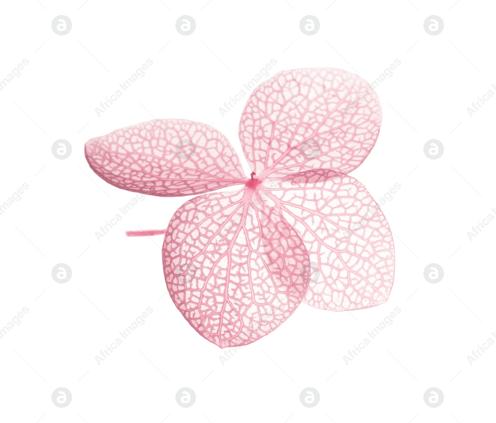 Photo of Beautiful pink hortensia flower isolated on white