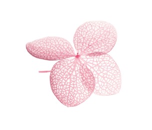 Beautiful pink hortensia flower isolated on white