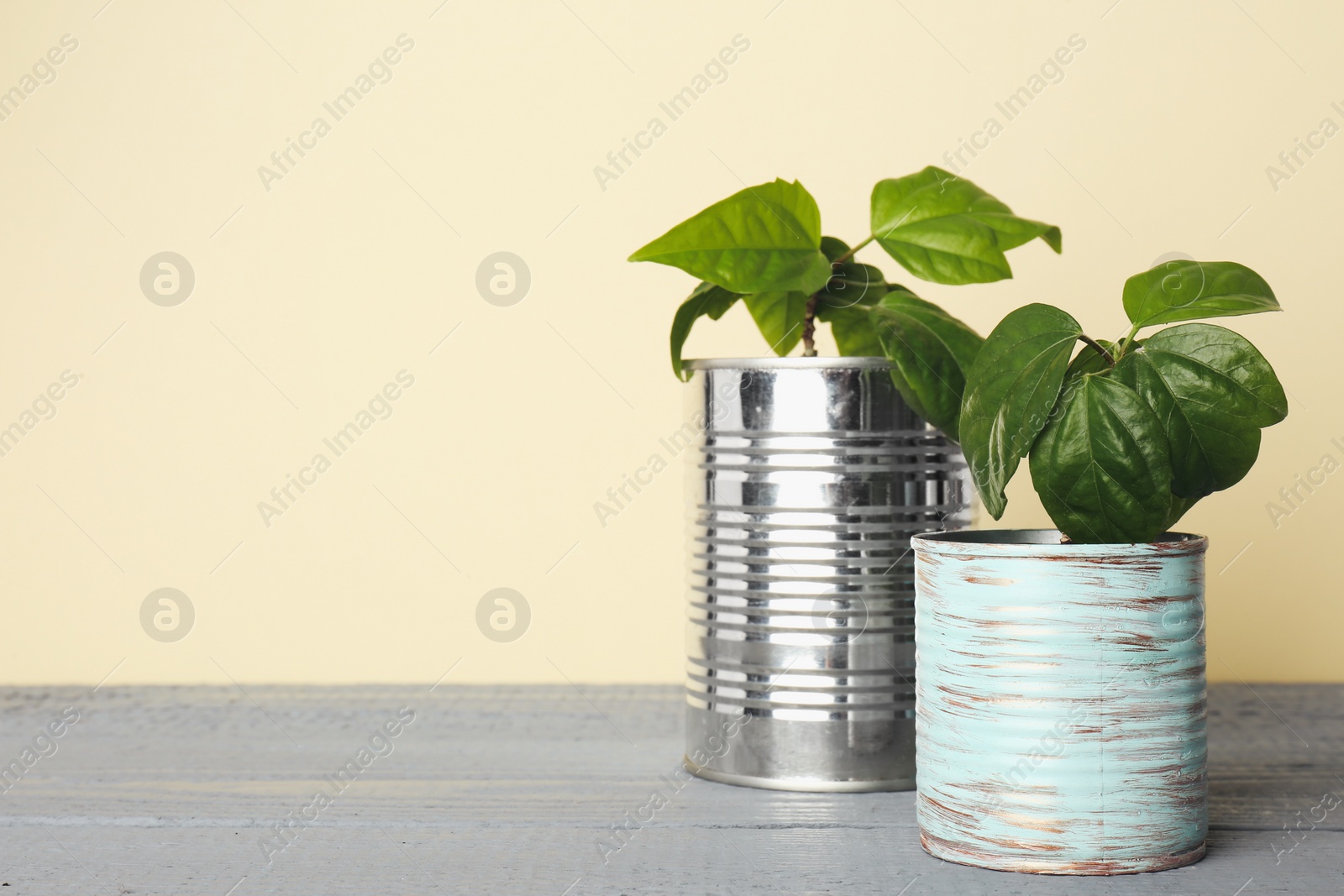 Photo of Beautiful hibiscus plants in tin cans on grey wooden table. Space for text