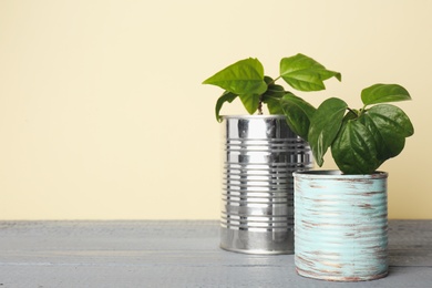 Photo of Beautiful hibiscus plants in tin cans on grey wooden table. Space for text