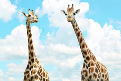 Image of Cute giraffes against cloudy sky. African fauna