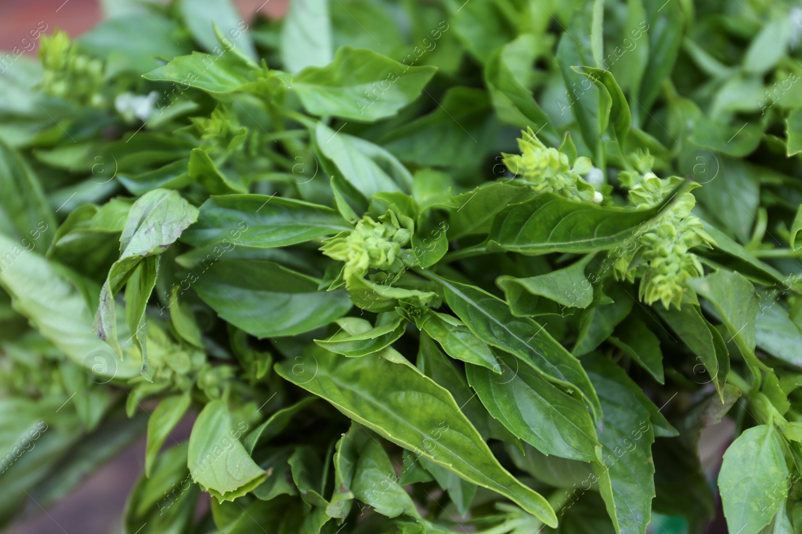 Photo of Closeup view of fresh basil. Aromatic herb