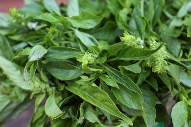 Closeup view of fresh basil. Aromatic herb