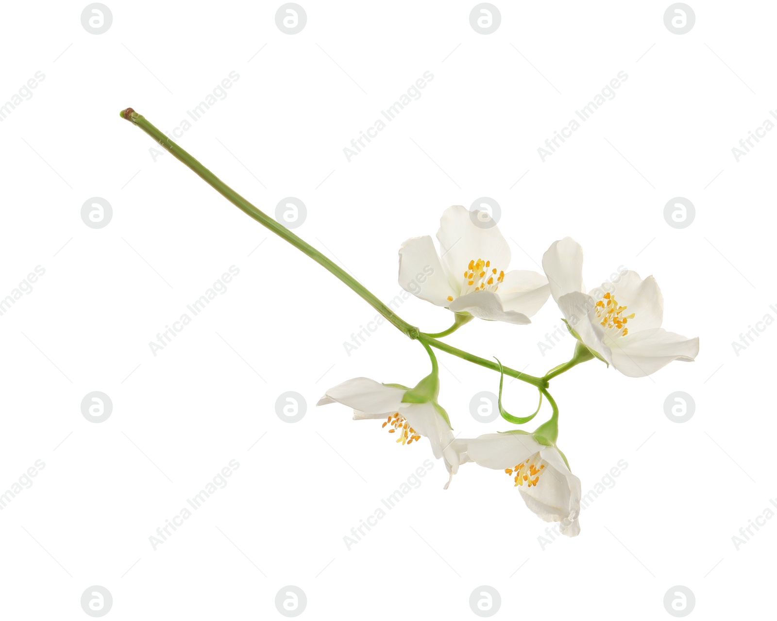 Photo of Beautiful flowers of jasmine plant isolated on white