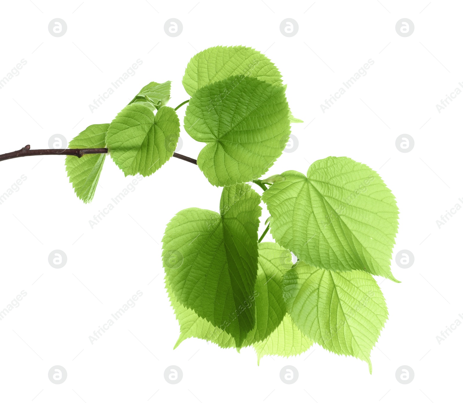 Photo of Branch with green leaves on white background