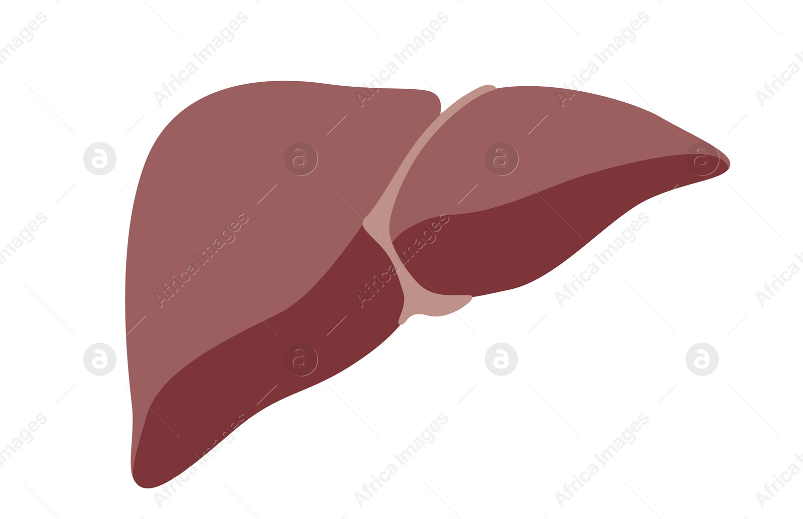 Illustration of  liver on white background. Human anatomy 