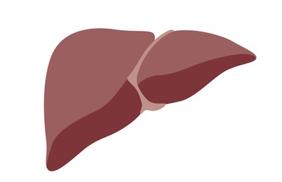 Illustration of  liver on white background. Human anatomy 