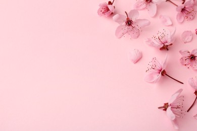 Photo of Beautiful spring tree blossoms and petals on pink background, flat lay. Space for text