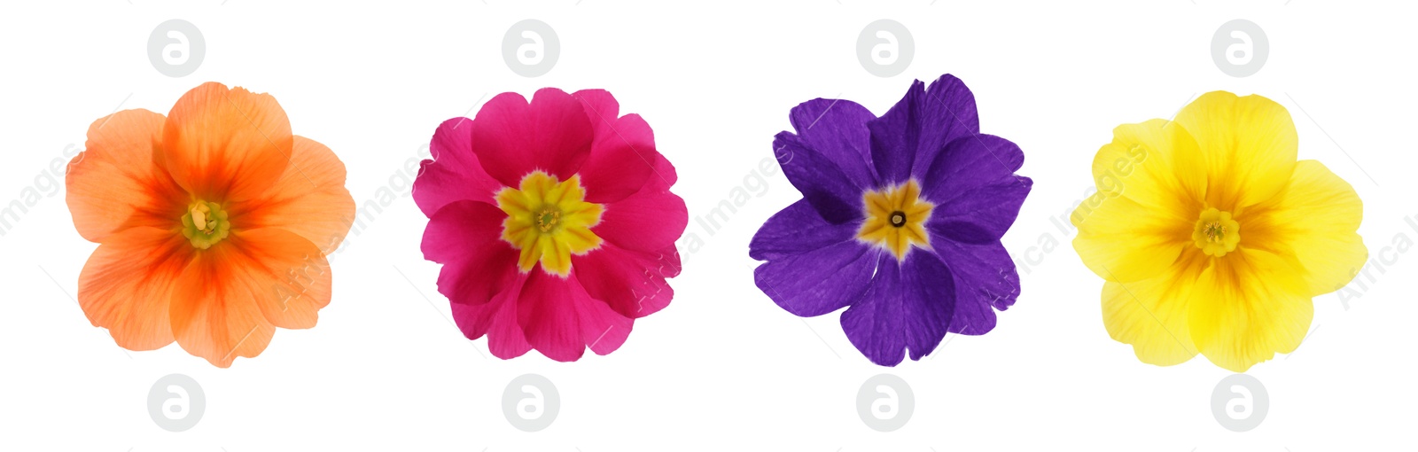 Image of Set with different beautiful primula (primrose) flowers on white background, banner design. Spring blossom