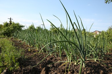 Photo of Green onions growing outdoors on spring day, closeup