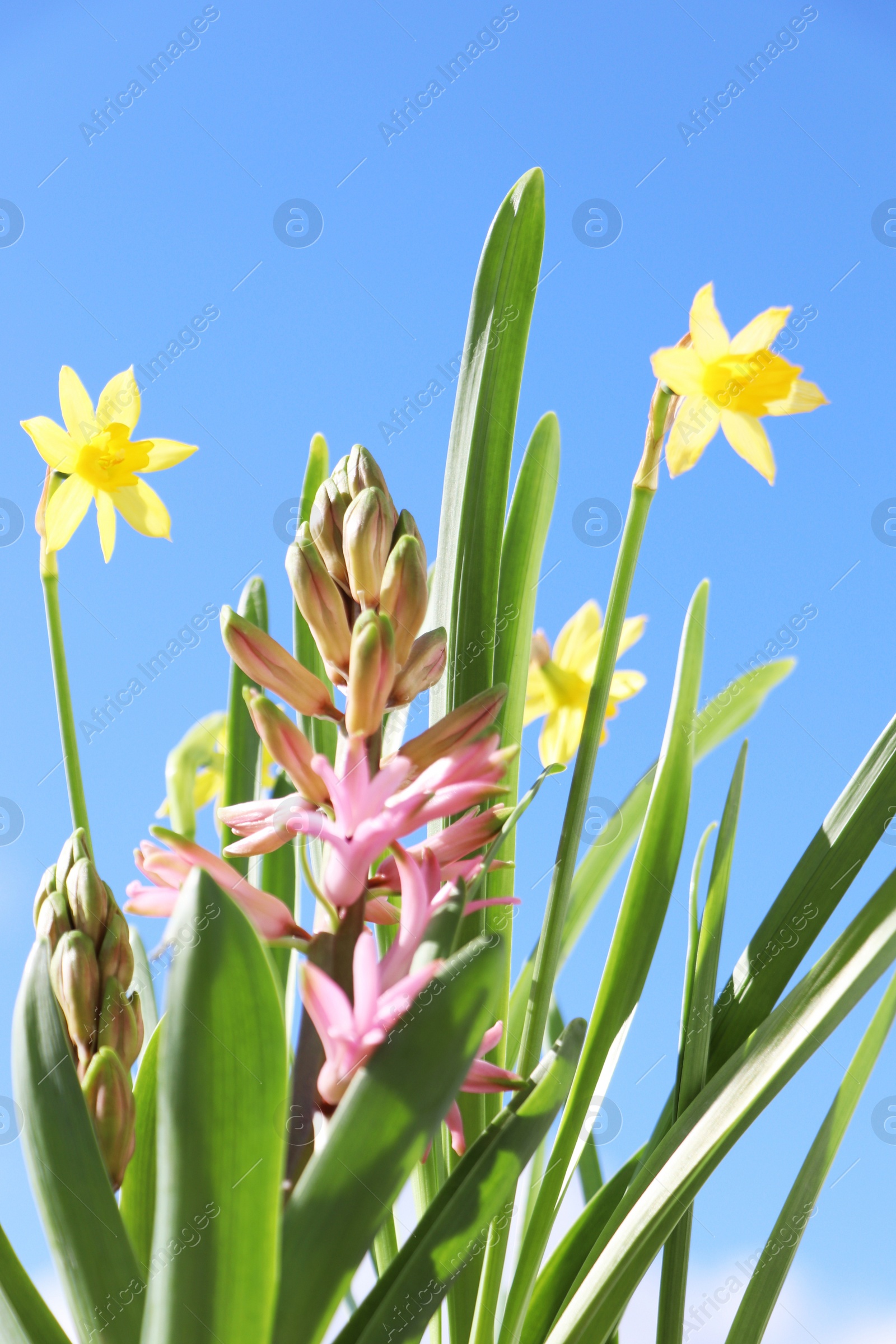 Photo of Beautiful spring flowers growing outdoors on sunny day