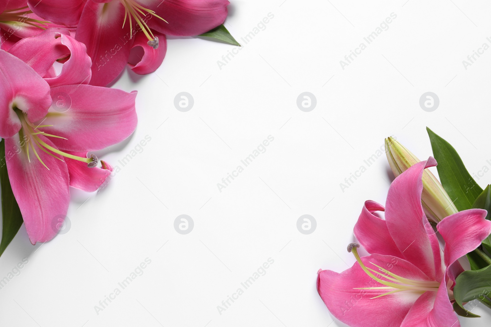 Photo of Beautiful pink lily flowers on white background, flat lay. Space for text