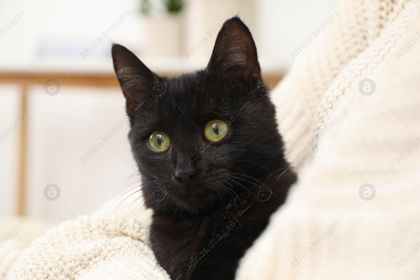 Photo of Owner with her adorable black cat at home, closeup