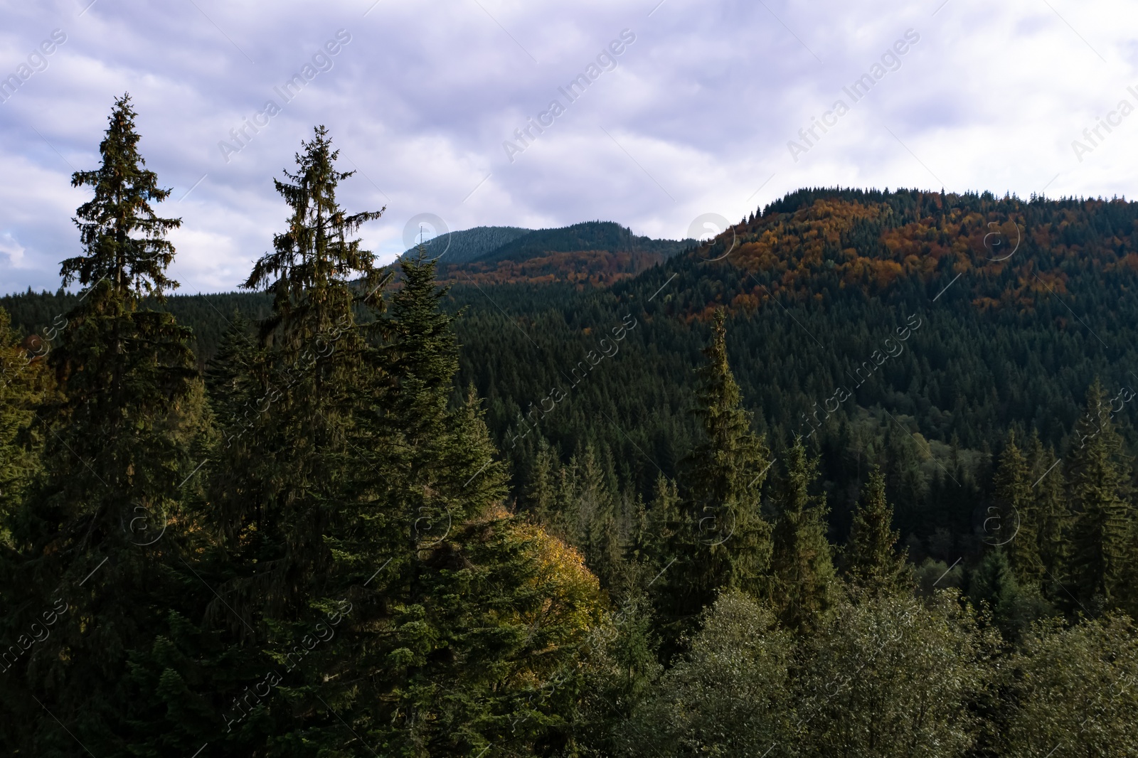 Image of Aerial view of beautiful forest in mountains on autumn day