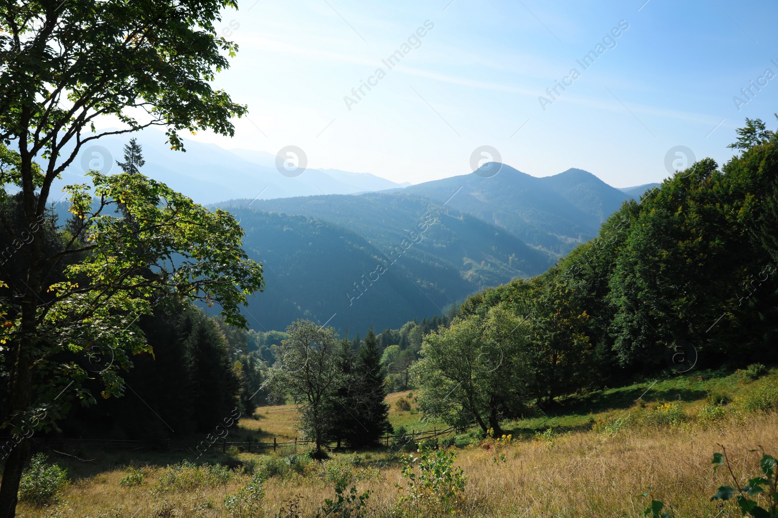 Photo of Picturesque view of beautiful mountain forest in morning