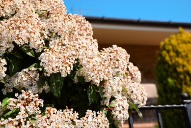 Blossoming Viburnum shrub with beautiful white flowers outdoors on sunny day