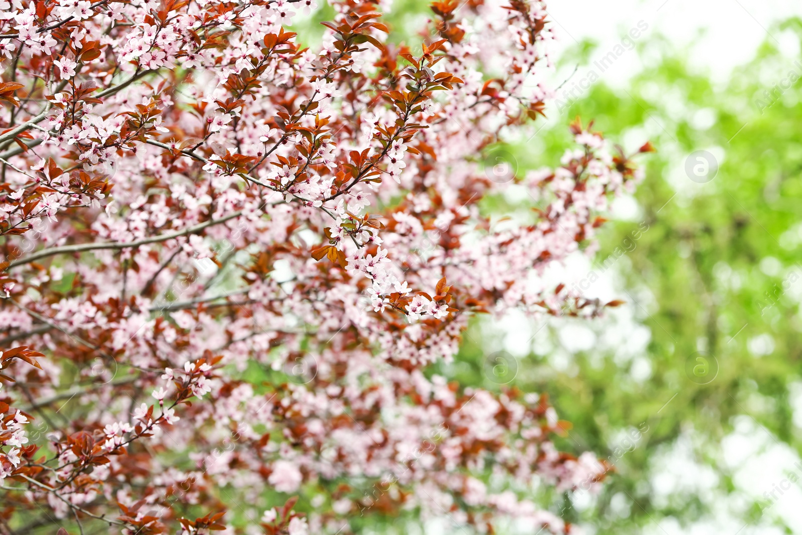 Photo of Tree with beautiful blossoms on spring day