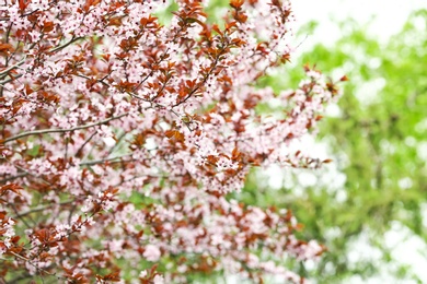 Photo of Tree with beautiful blossoms on spring day