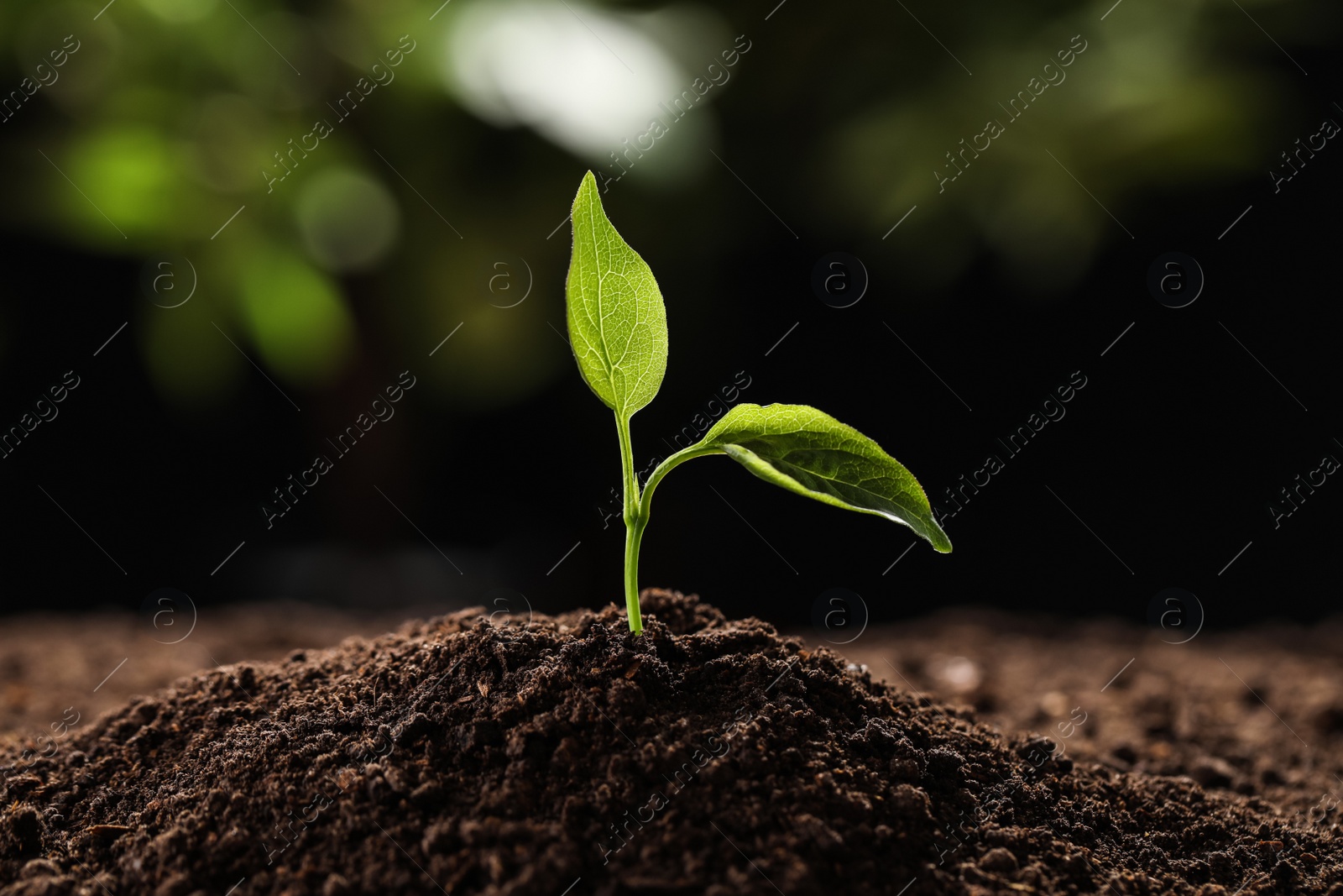 Photo of Young plant in fertile soil on blurred background. Gardening time