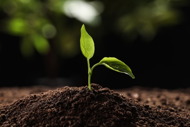 Young plant in fertile soil on blurred background. Gardening time