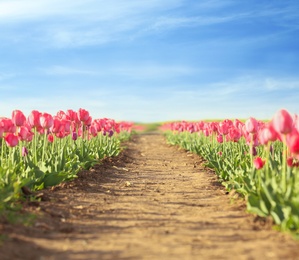Picturesque view of field with blossoming tulips on sunny spring day