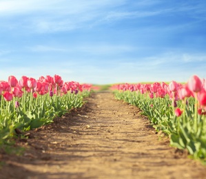 Photo of Picturesque view of field with blossoming tulips on sunny spring day