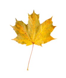 One maple leaf isolated on white. Autumn season