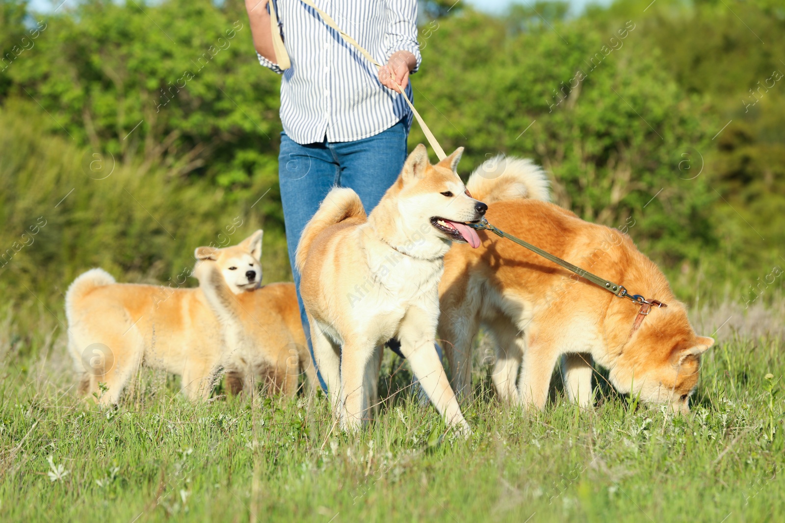 Photo of Young woman walking her adorable Akita Inu dogs in park