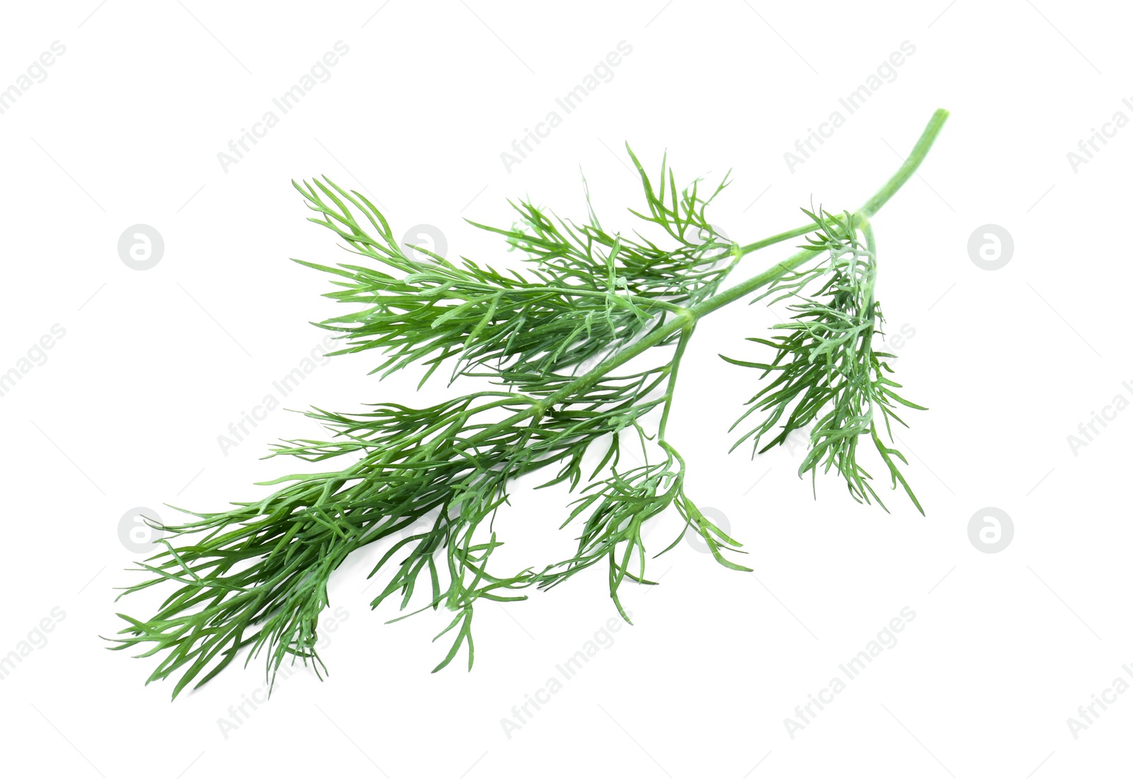 Photo of One sprig of fresh dill isolated on white