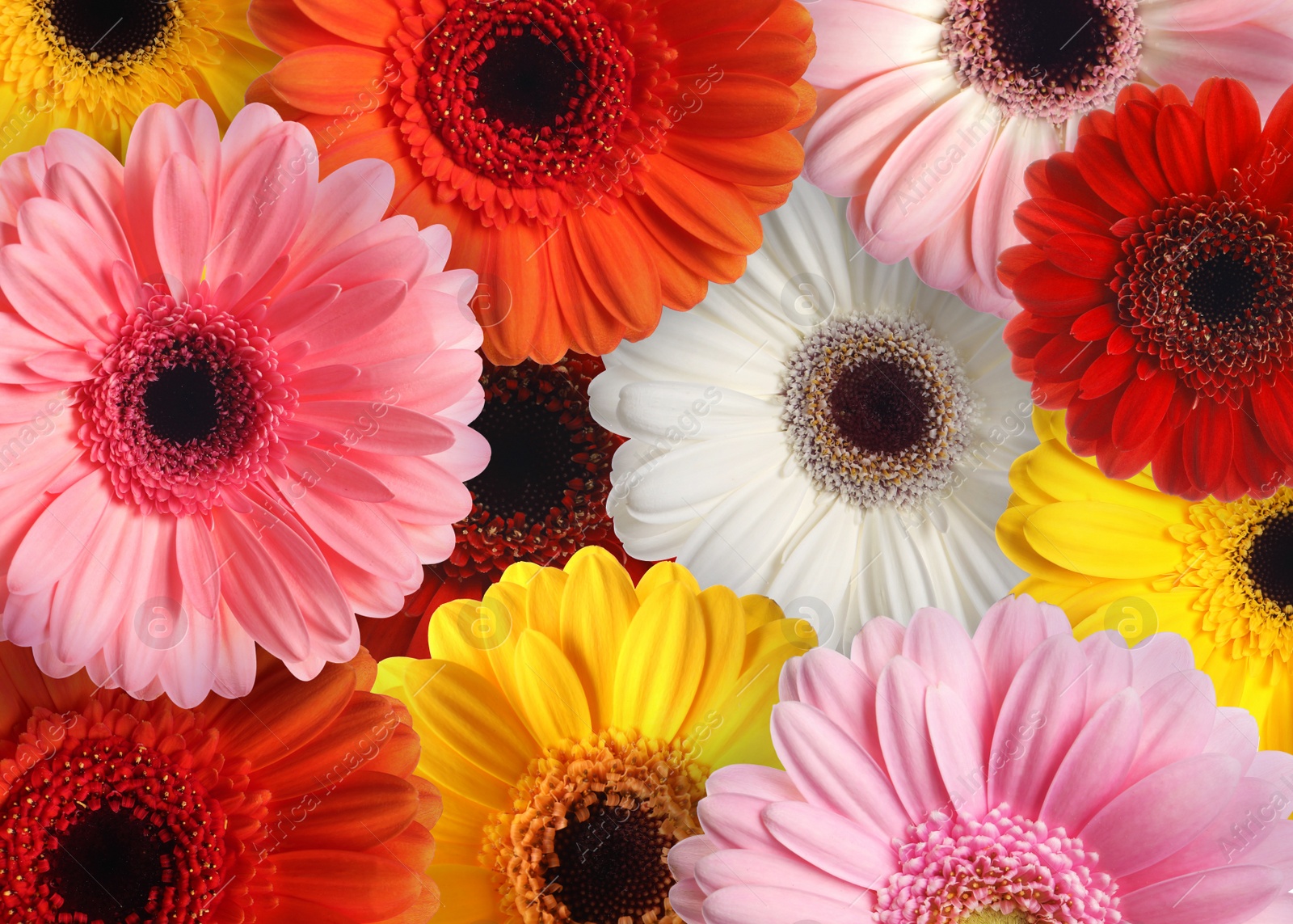 Image of Many different beautiful gerbera flowers as background