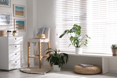 Beautiful potted plants on window sill at home