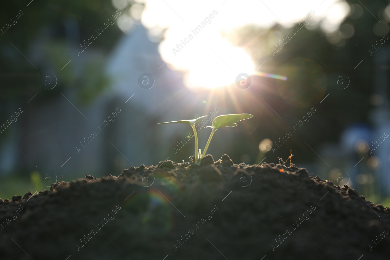 Photo of Beautiful young seedling growing in ground outdoors