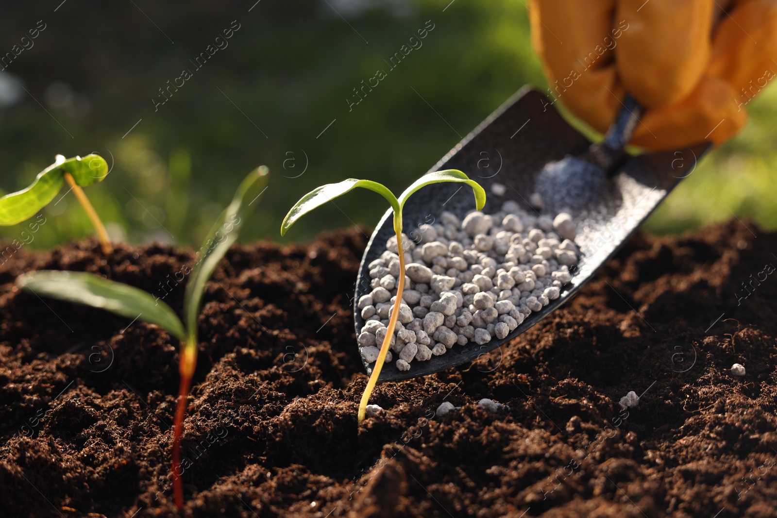 Photo of Man fertilizing soil with growing young sprouts outdoors, selective focus