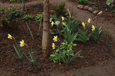 Photo of Beautiful blooming daffodils near tree outdoors on spring day