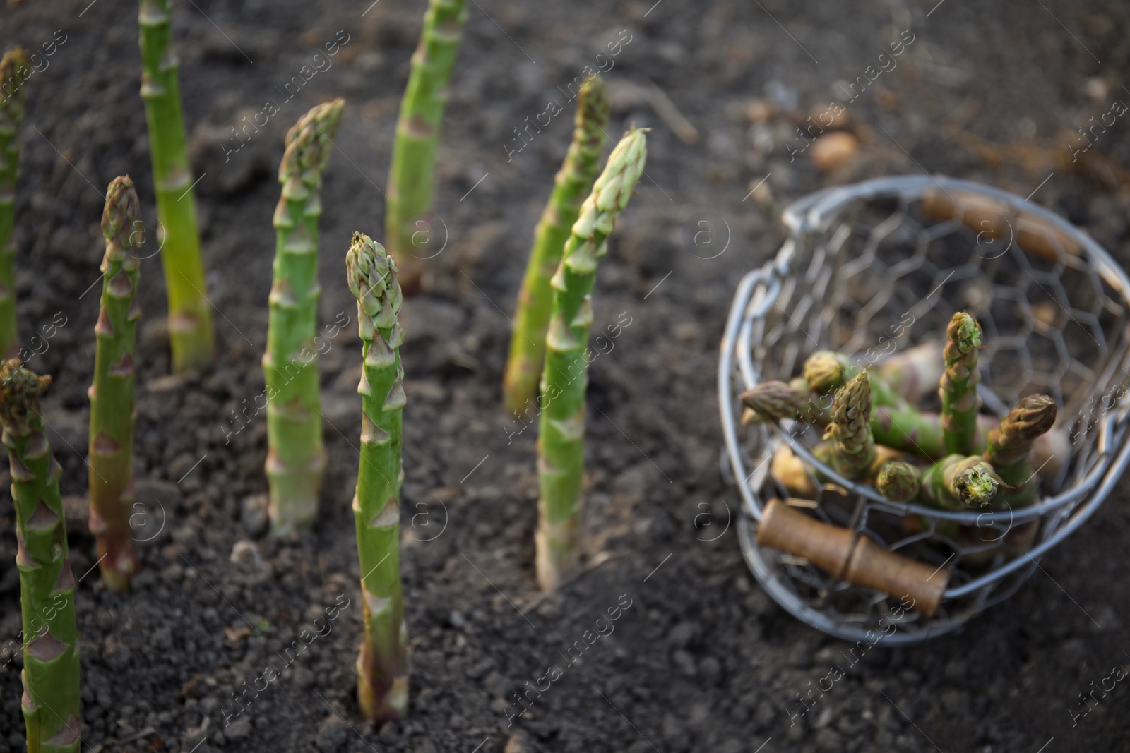 Photo of Metal basket with fresh asparagus near growing plants in field, closeup