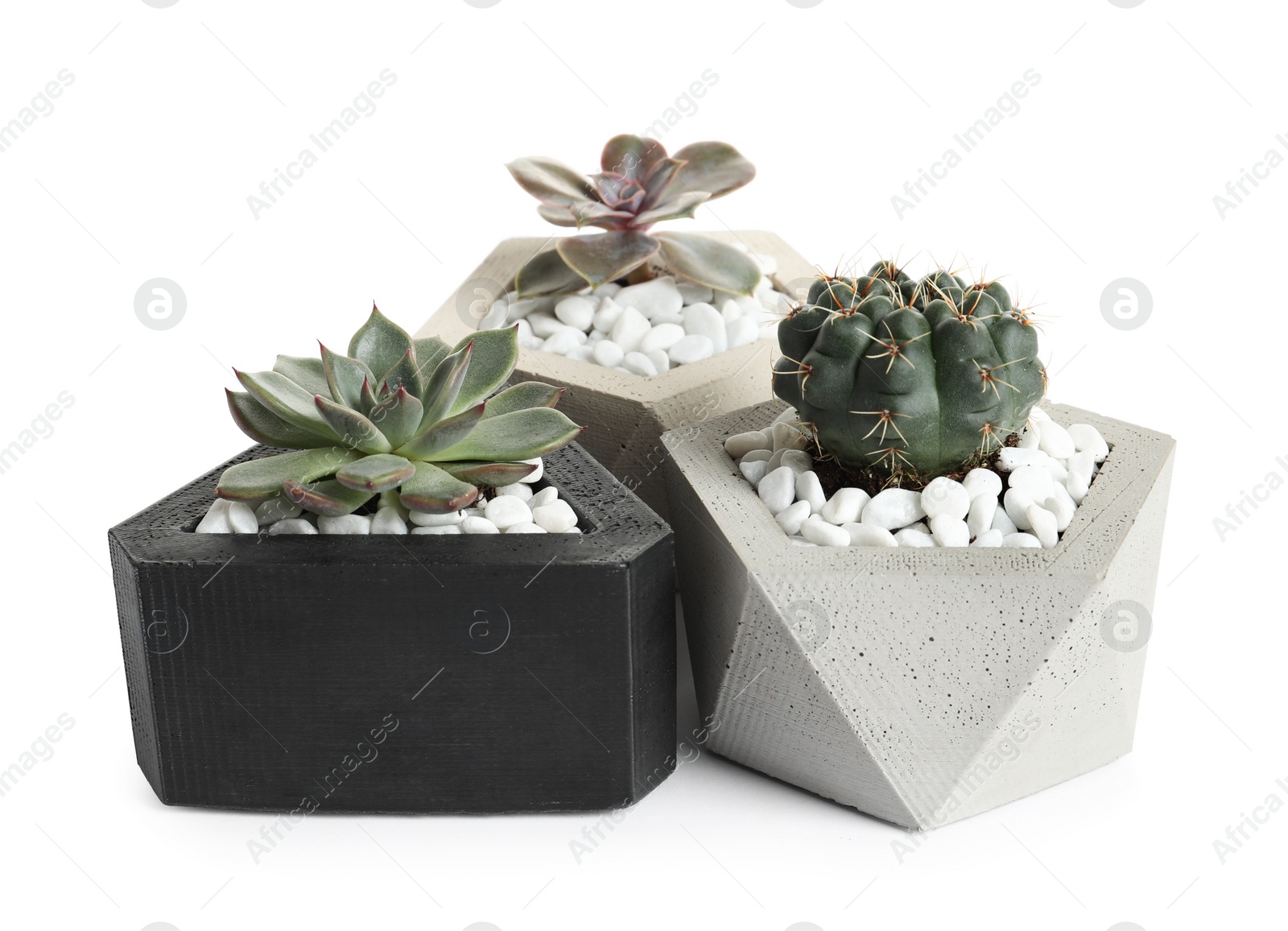 Photo of Beautiful succulent plants in stylish flowerpots on white background. Home decor