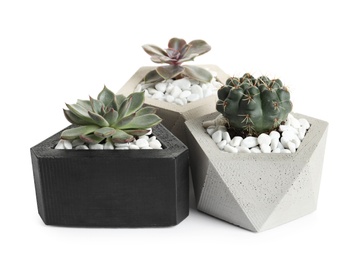 Beautiful succulent plants in stylish flowerpots on white background. Home decor