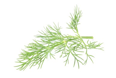 One sprig of fresh dill isolated on white