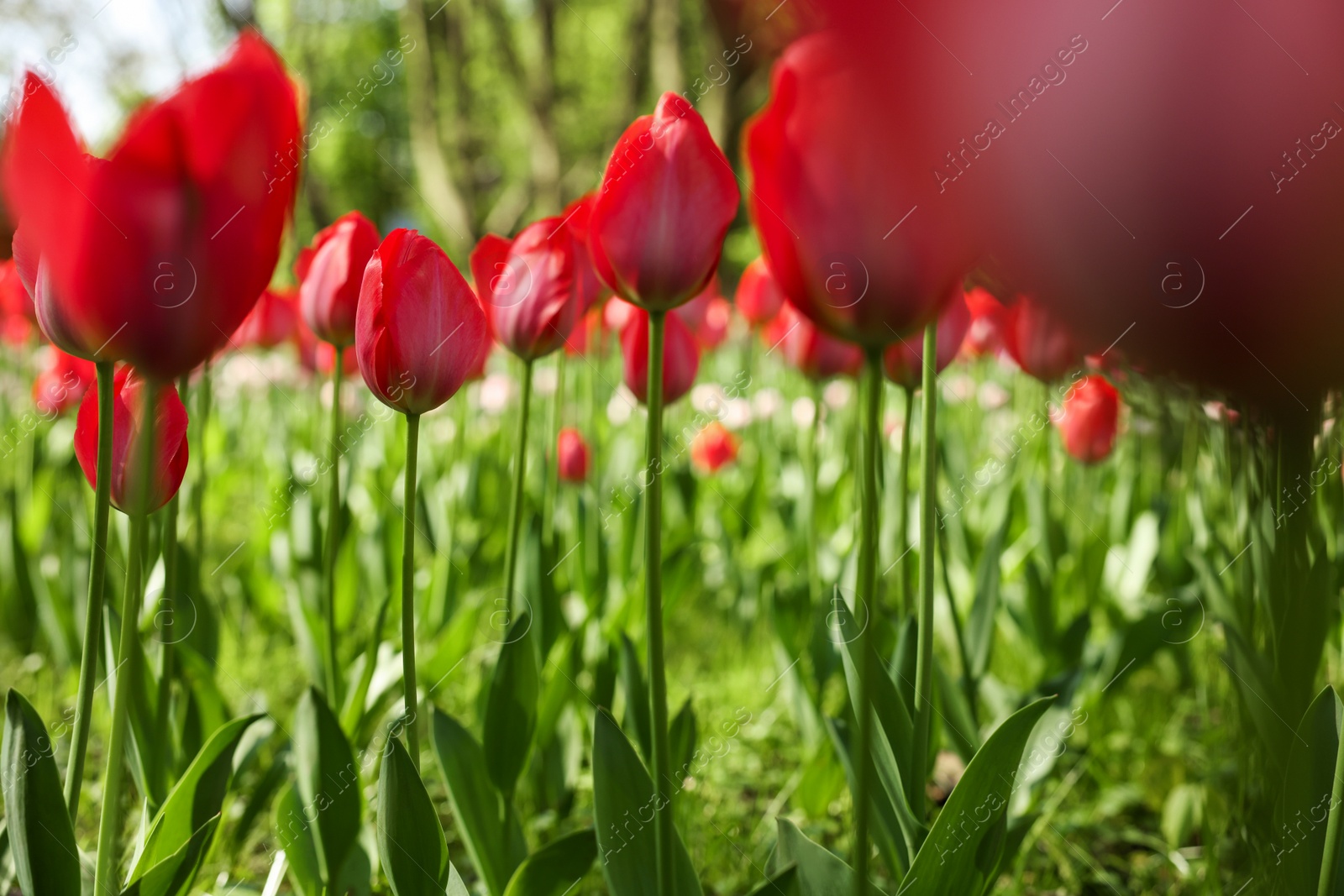 Photo of Beautiful red tulips growing outdoors on sunny day, closeup