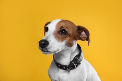 Photo of Adorable Jack Russell terrier with collar on yellow background