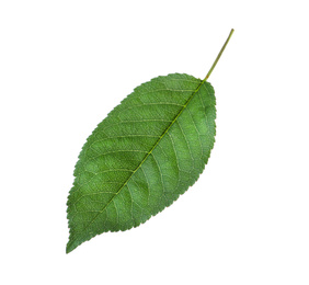 Photo of Green leaf of cherry tree isolated on white