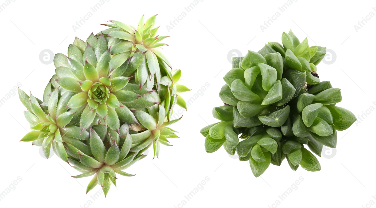 Image of Different beautiful succulents on white background, top view