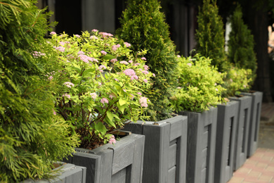 Beautiful flowers and trees in wooden plant pots outdoors