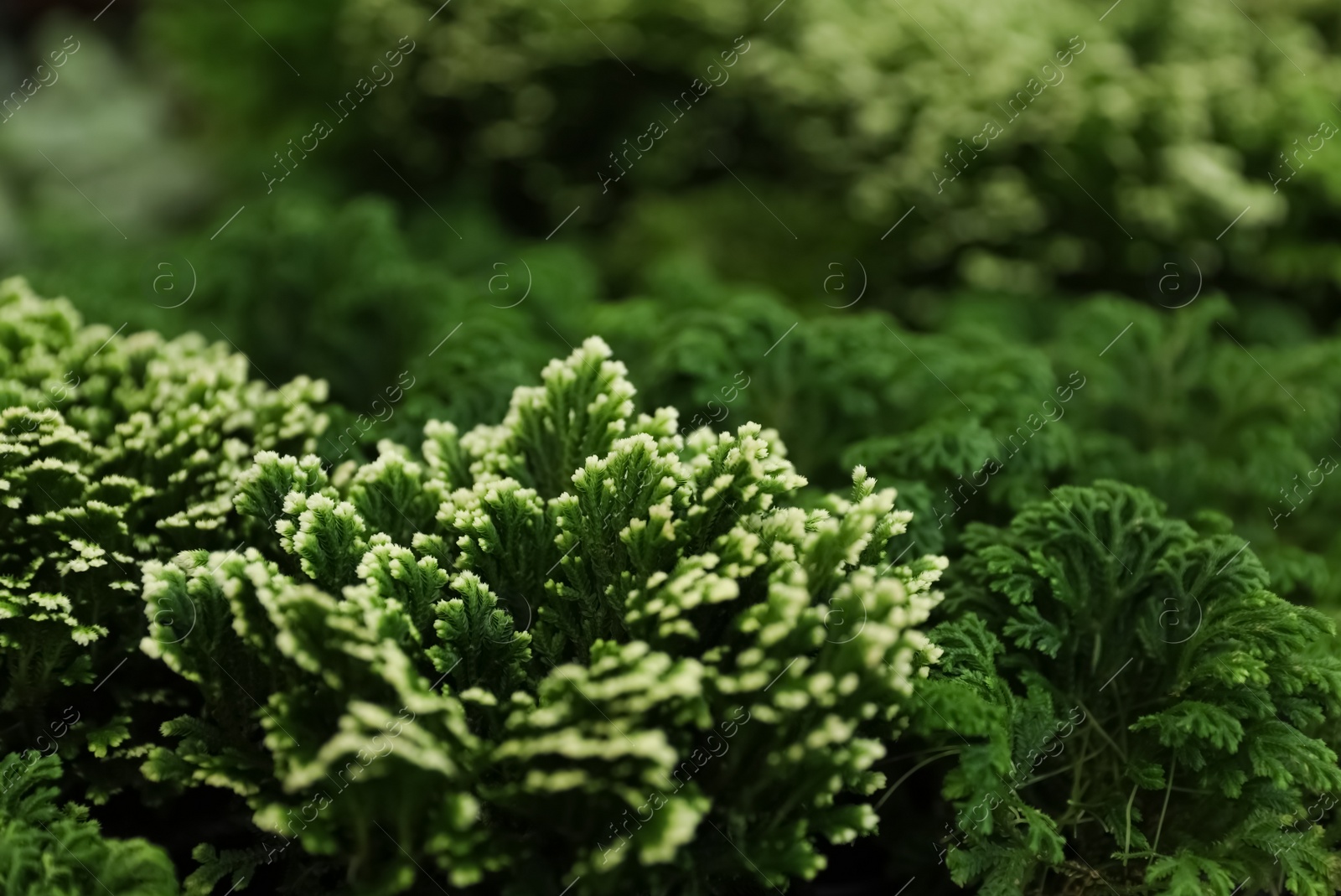 Photo of Beautiful green plant in floral shop, closeup