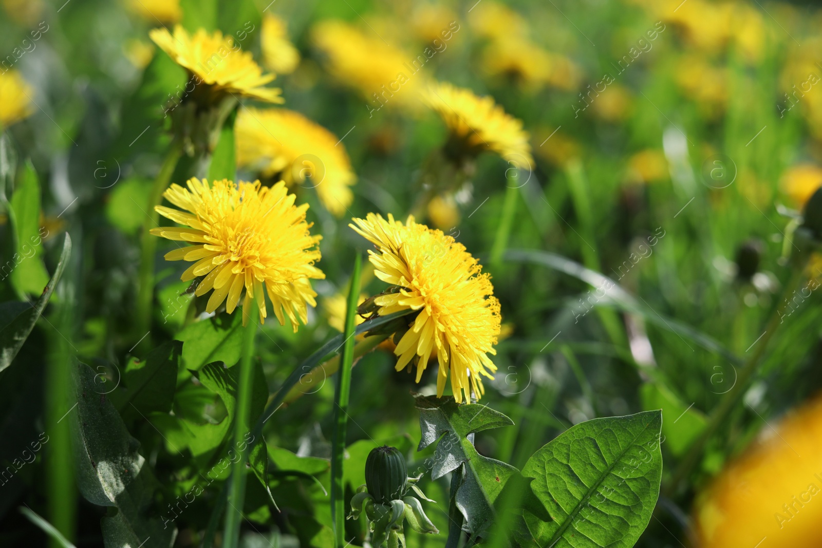 Photo of Beautiful bright yellow dandelions in green grass on sunny day, closeup