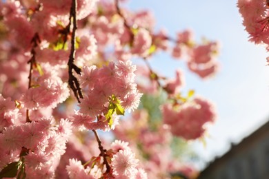 Photo of Beautiful blossoming sakura tree with pink flowers outdoors, space for text. Spring season