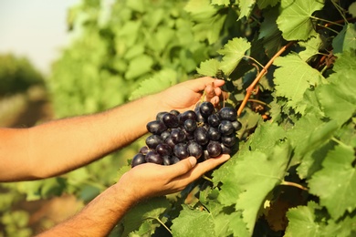 Photo of Man picking fresh ripe juicy grapes in vineyard, closeup