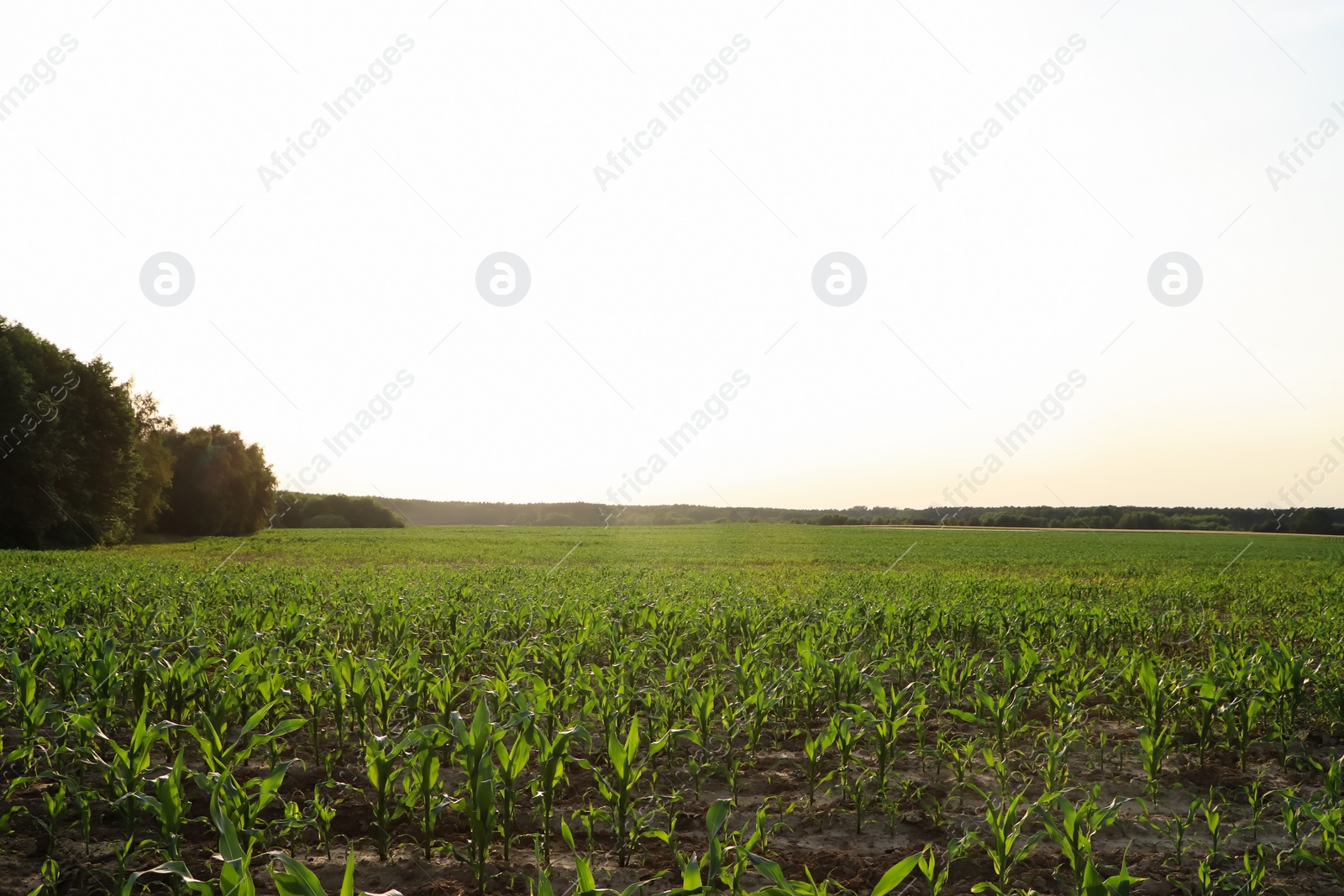 Photo of Beautiful agricultural field with green corn plants on sunny day