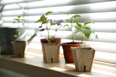 Photo of Window sill with young vegetable seedlings indoors